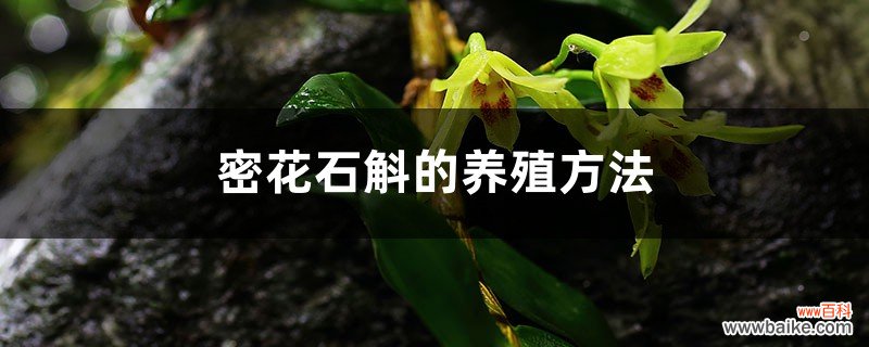 密花石斛的养殖方法