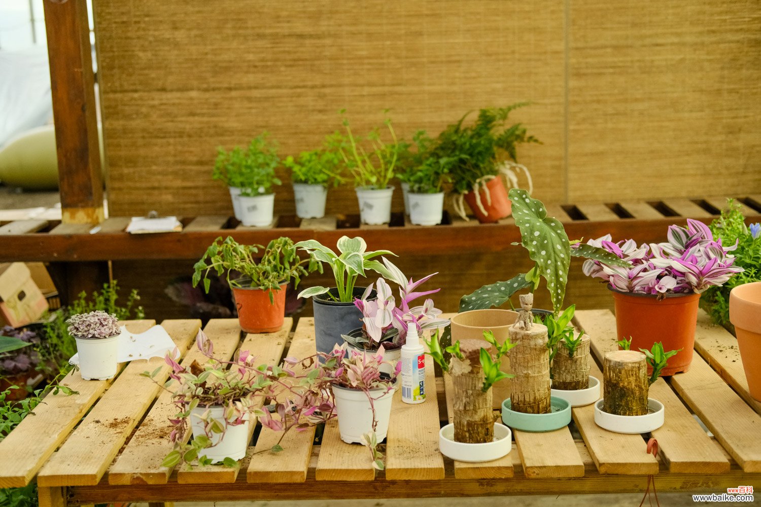 紫背竹芋的养殖方法