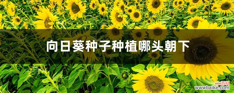 向日葵种子种植哪头朝下