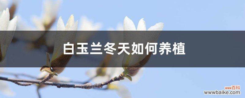 白玉兰冬天如何养殖