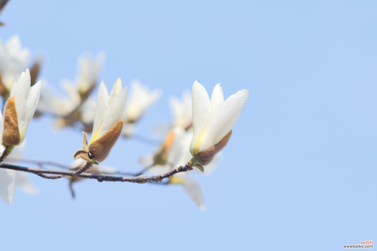 白玉兰花怎么养