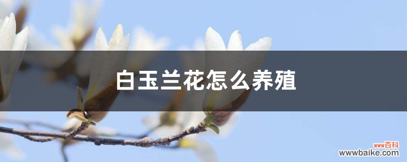 白玉兰花怎么养殖