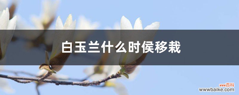 白玉兰什么时侯移栽