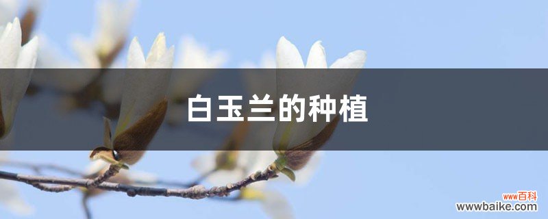 白玉兰的种植方法