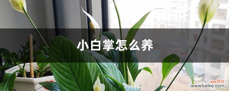 小白掌怎么养