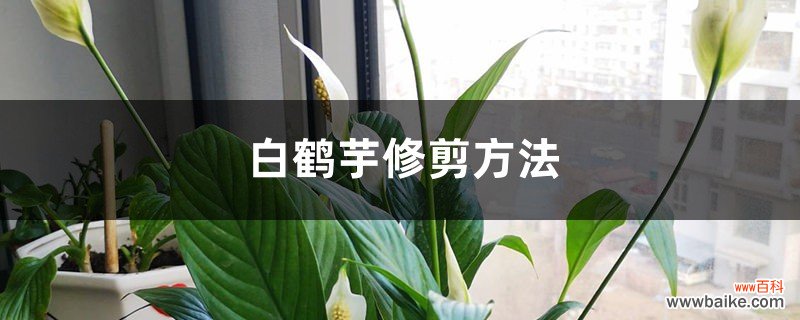 白鹤芋修剪方法