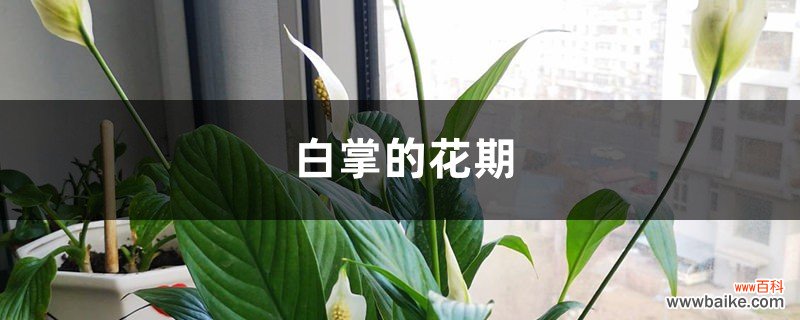 白掌的花期及养护