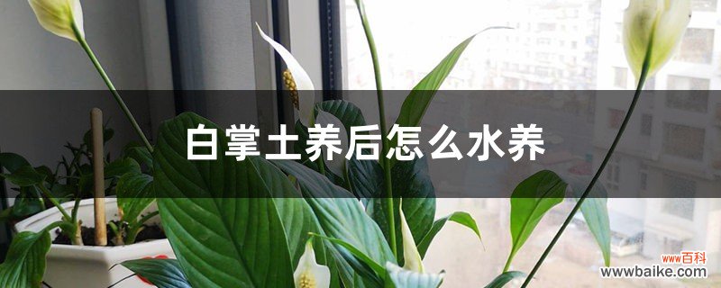 白掌土养后怎么水养