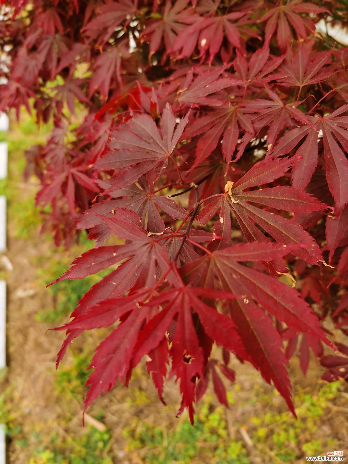 红枫树种植方法