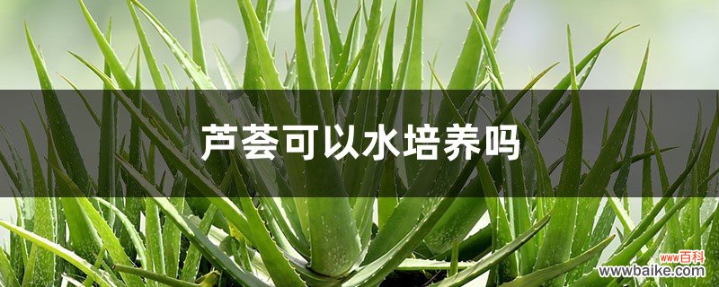 芦荟可以水培养吗