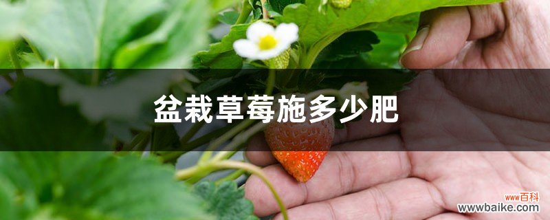 盆栽草莓施多少肥