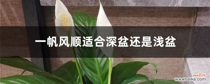 一帆风顺适合深盆还是浅盆，一帆风顺花适合什么盆