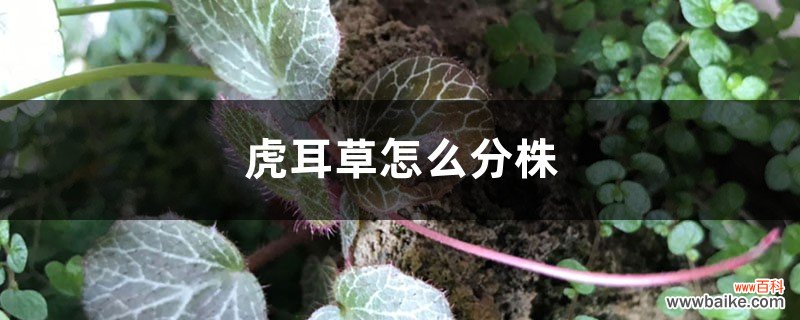 虎耳草怎么分株栽培，繁殖方法有哪些