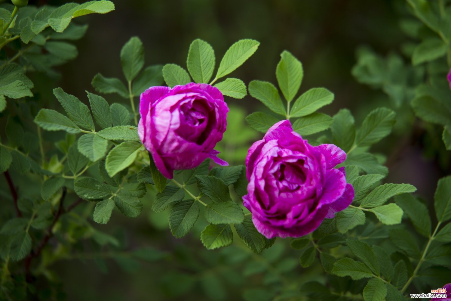 玫瑰花怎么种，玫瑰花什么时候种