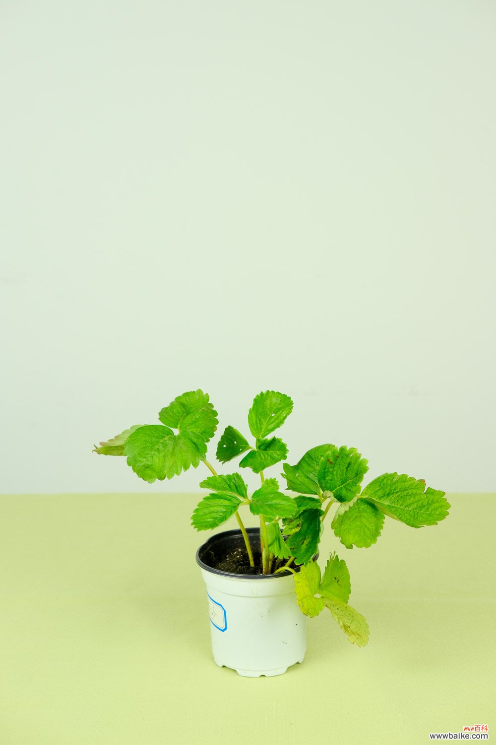 草莓种子的种植方法，草莓种植时间和方法