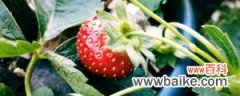 草莓种子的种植方法，草莓种植时间和方法