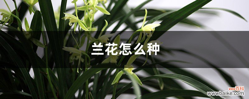 兰花怎么种，兰花的价格