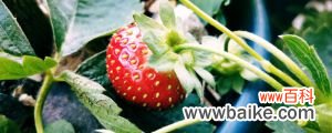 大棚草莓种植技术与管理方法
