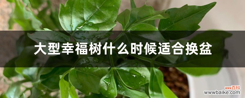 大型幸福树什么时候适合换盆，适合放在室外吗