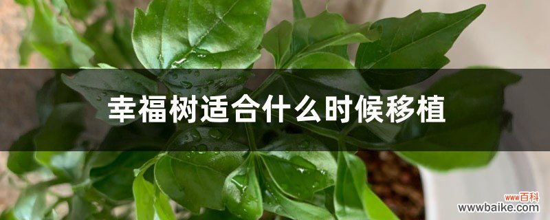 幸福树适合什么时候种，什么时候修剪