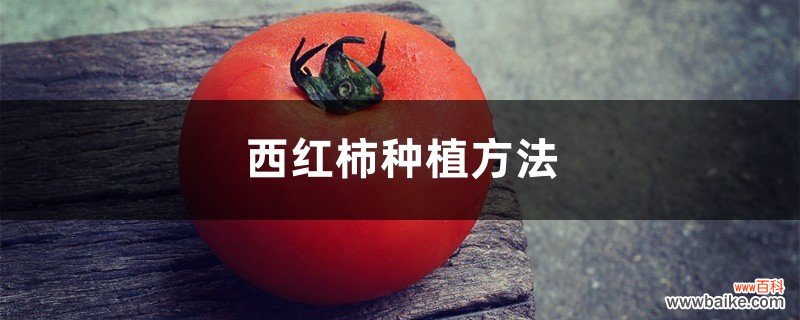 西红柿种植方法，西红柿价格