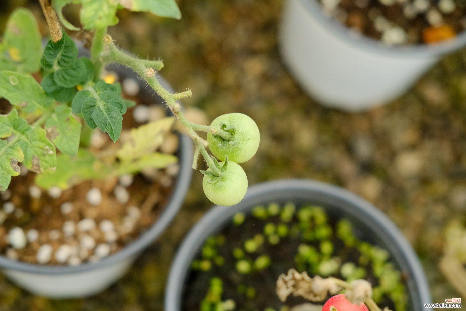 西红柿种植方法，西红柿价格