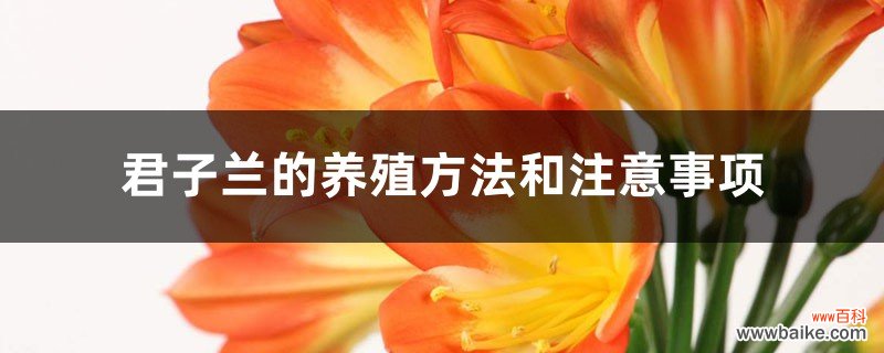 君子兰的养殖方法和注意事项，君子兰怎么养