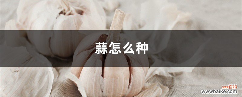 蒜怎么种，大蒜生长过程