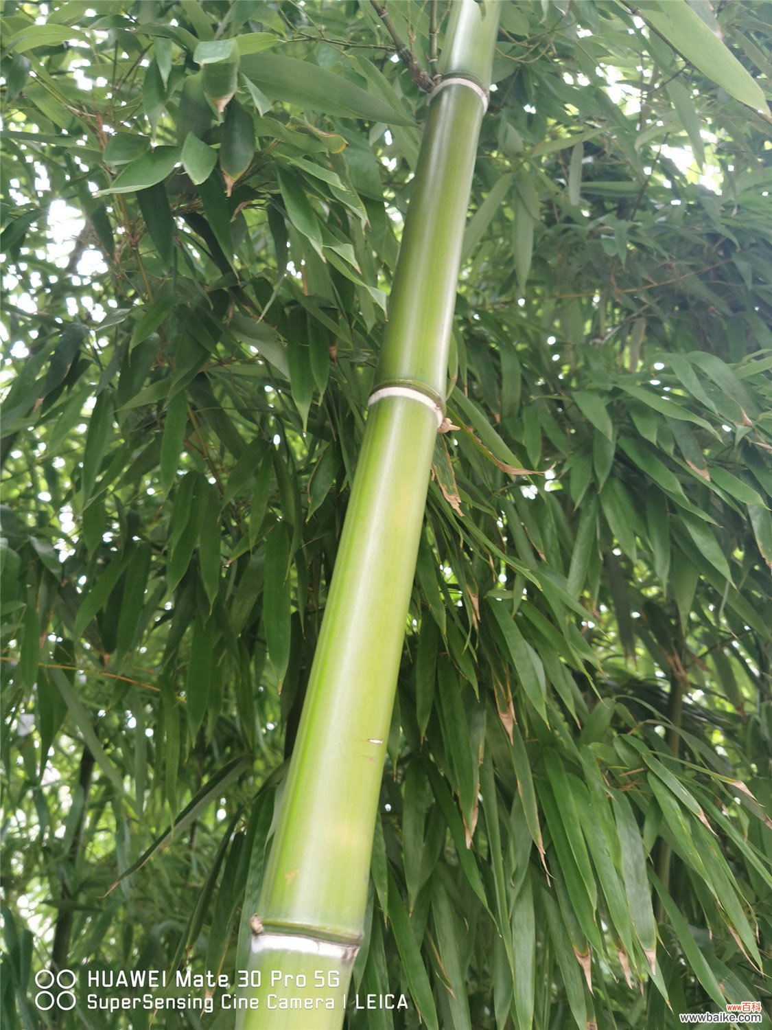 竹子怎么种，竹子图片