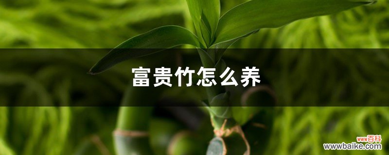 富贵竹好养吗，富贵竹怎么养