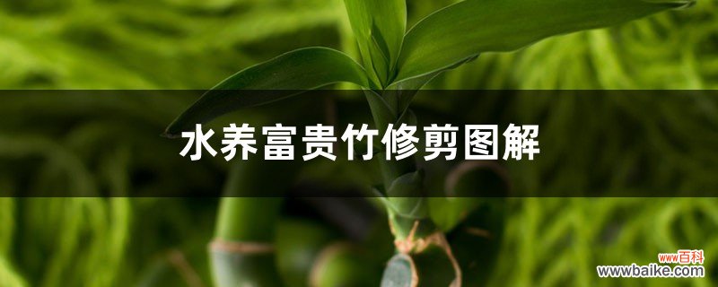 修剪方法图解 水养富贵竹怎么修剪