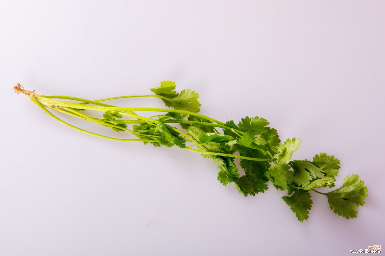 种植方法和时间 香菜怎么种