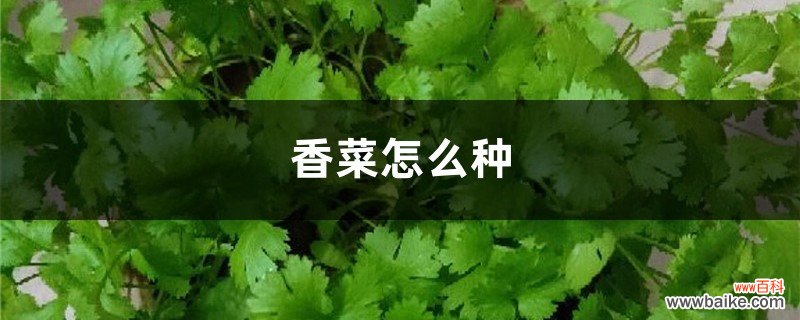 种植方法和时间 香菜怎么种