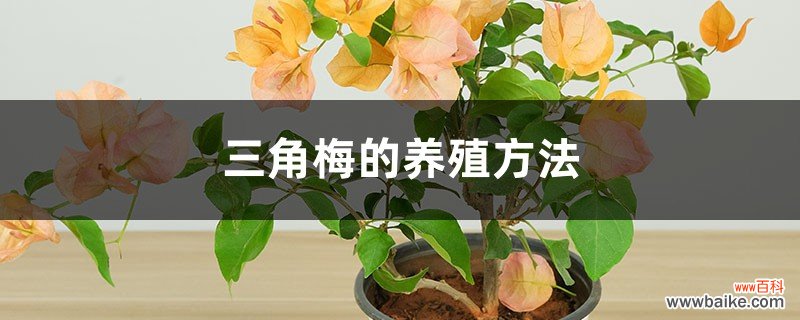 养殖方法介绍 三角梅好养吗，