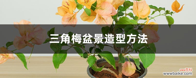 三角梅盆景造型方法，如何修剪