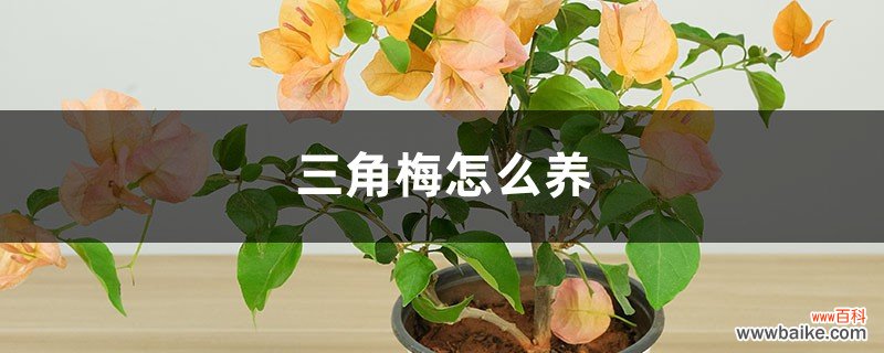 三角梅怎么养，家里养吉不吉利