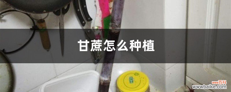 种植技术介绍 甘蔗怎么种植