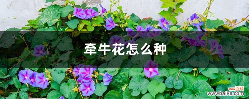 牵牛花怎么种，牵牛花种子价格