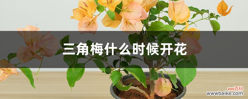 花期介绍 三角梅什么时候开花