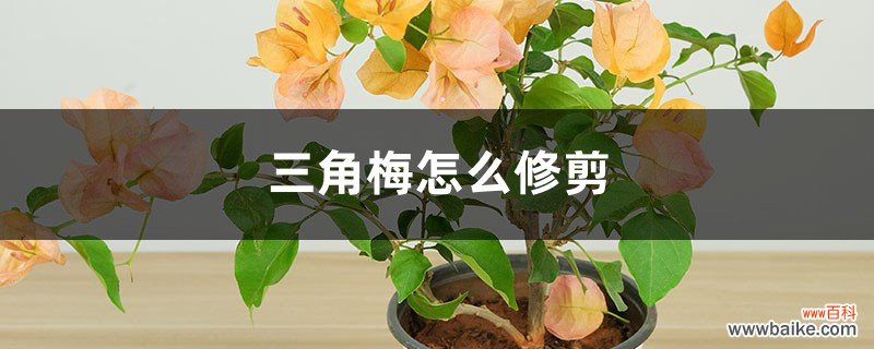 修剪方法图 三角梅怎么修剪