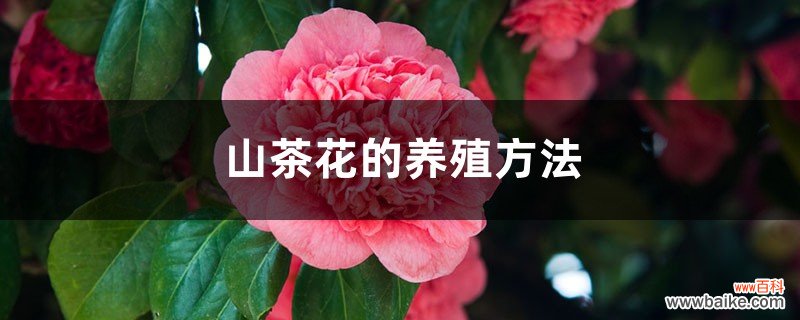 山茶花的养殖方法，山茶花图片