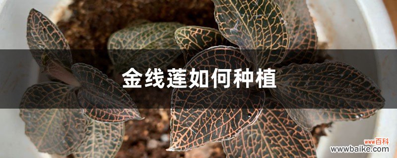 种植方法介绍 金线莲如何种植