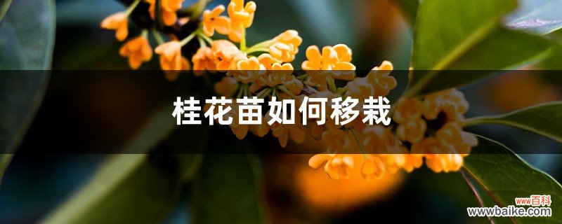 桂花苗如何移栽，什么时候移栽好