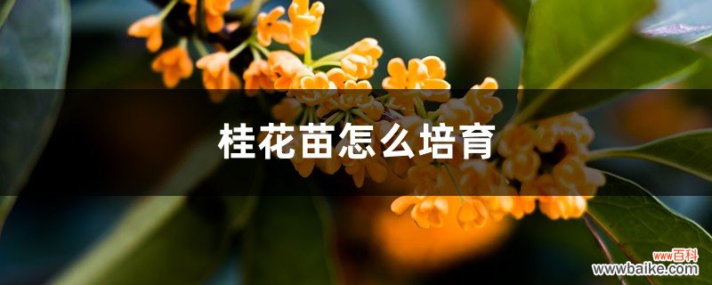 桂花苗怎么培育，桂花苗如何移栽