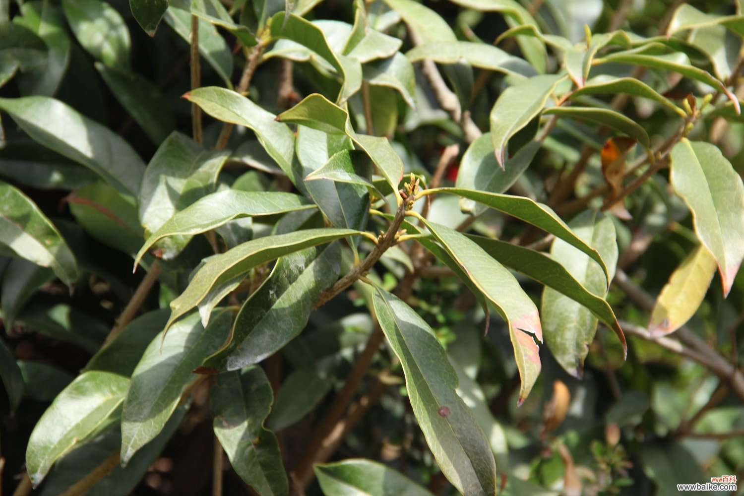 桂花树苗怎么种植方法，桂花树苗图片