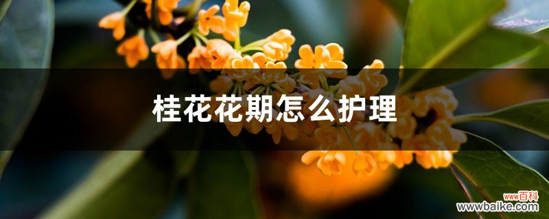 桂花花期怎么护理，桂花花期需要施肥吗