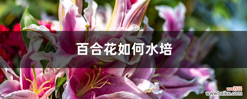 百合花如何水培，水培养护技巧