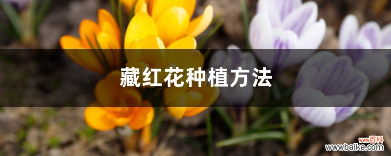 藏红花种植方法，室内可以种植吗