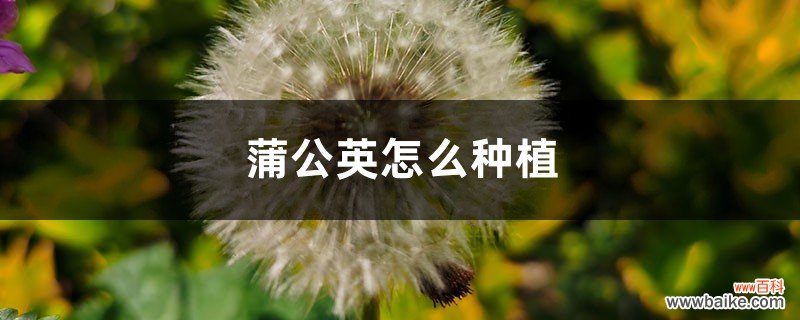 蒲公英怎么种植，蒲公英种植技术及管理