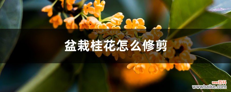 修剪技术图解 盆栽桂花怎么修剪